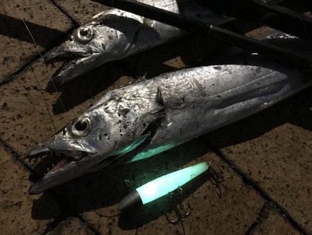 イワシ付きタチウオ